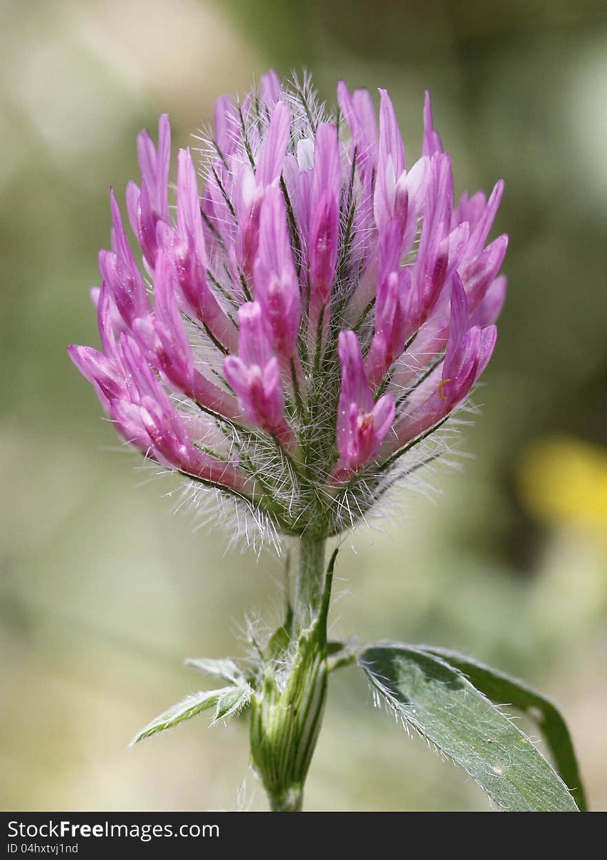 Purple flower alone on wild nature. Purple flower alone on wild nature