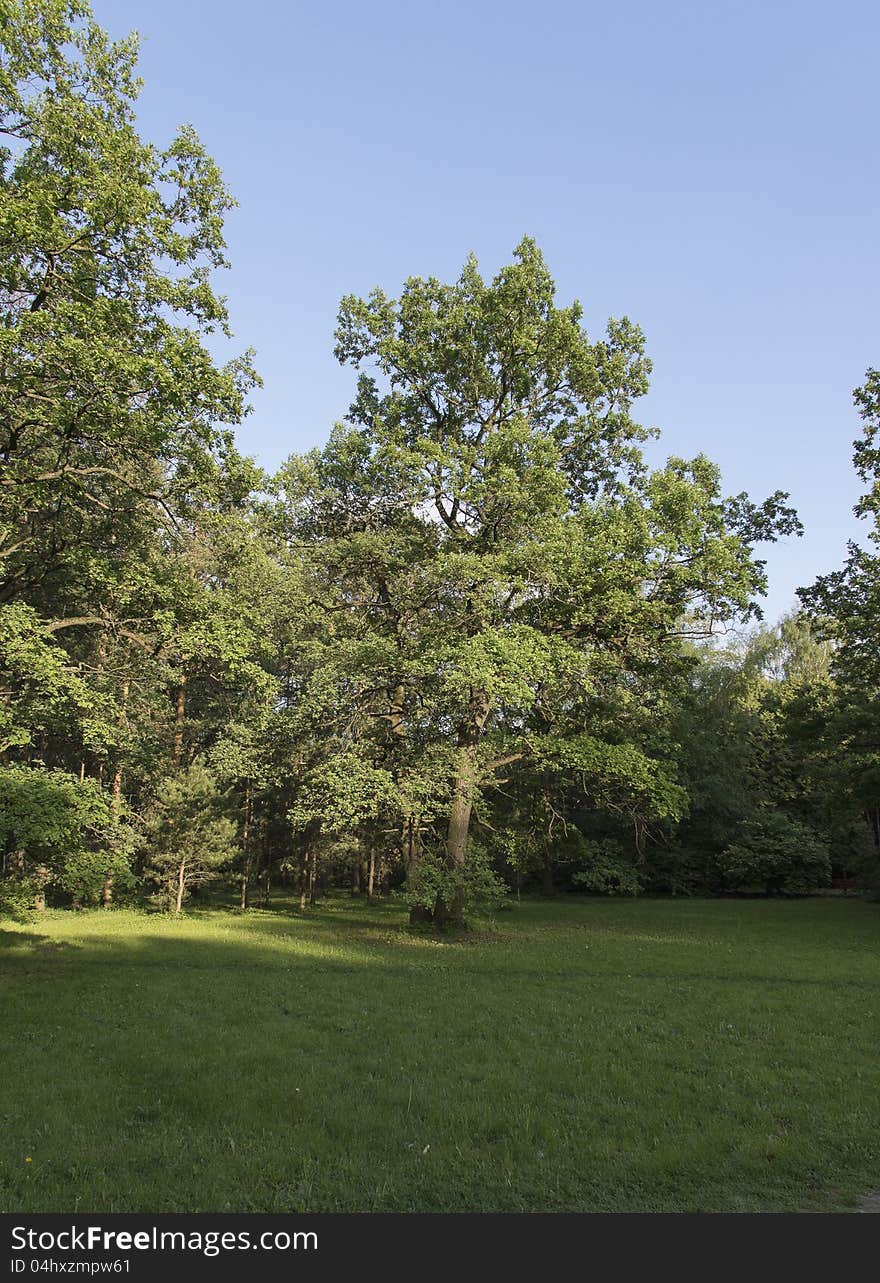 Lawn In Park.