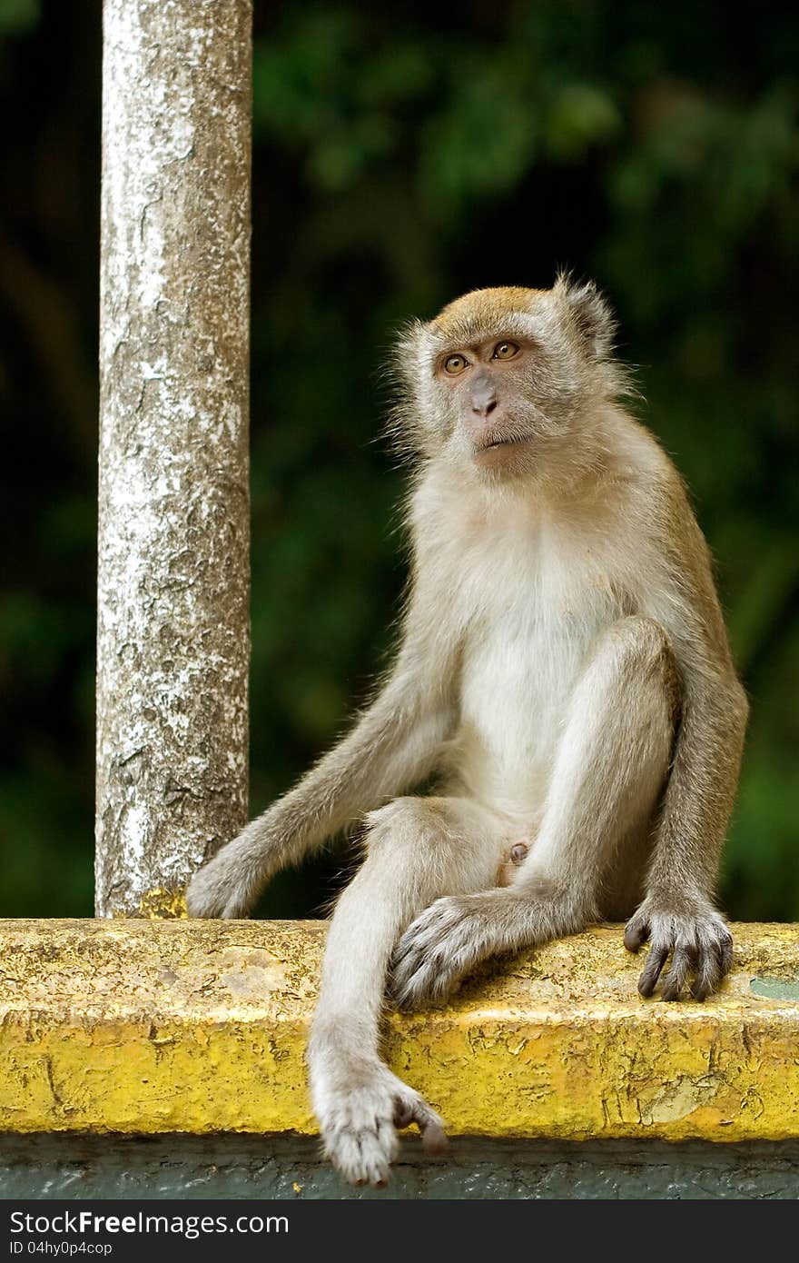 Monkey sitting at a railing