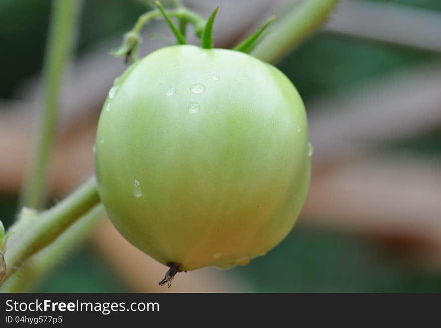 Green Tomato