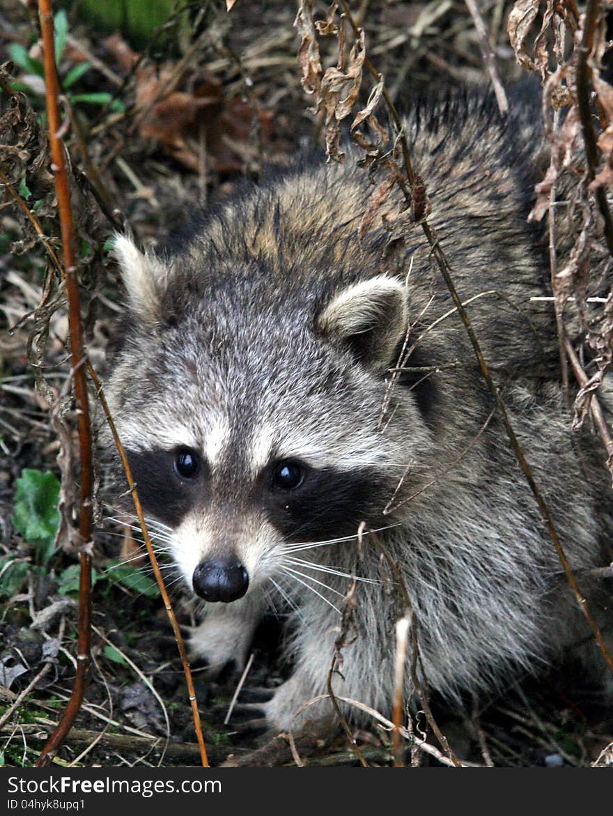 Adult raccoon on the look for food