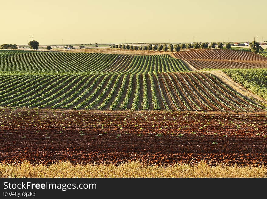 Several cultivated fields in the initial stage of development. Several cultivated fields in the initial stage of development