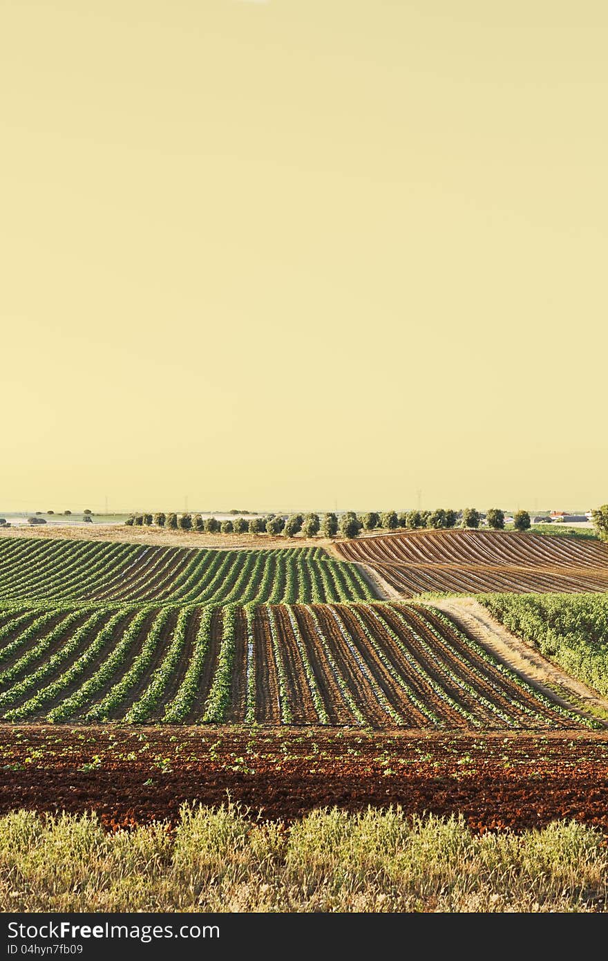 Agricultural Fields