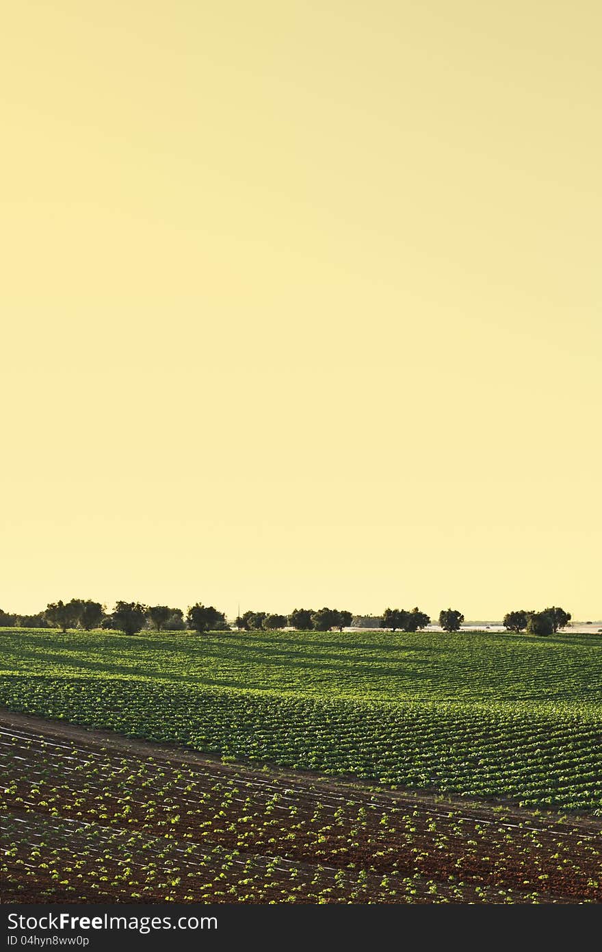 Agricultural Fields