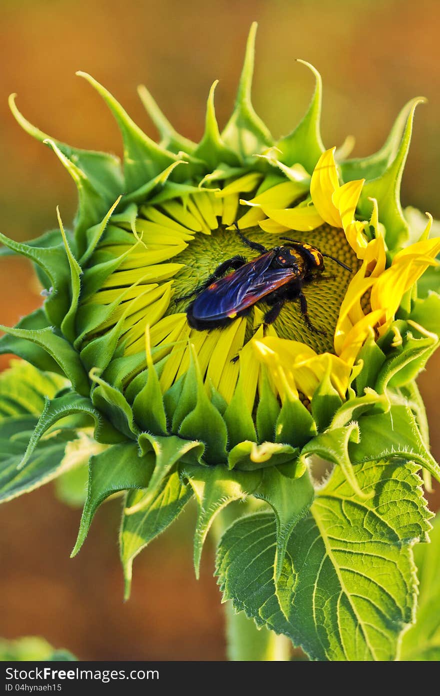 Bettle bug in a sunflower