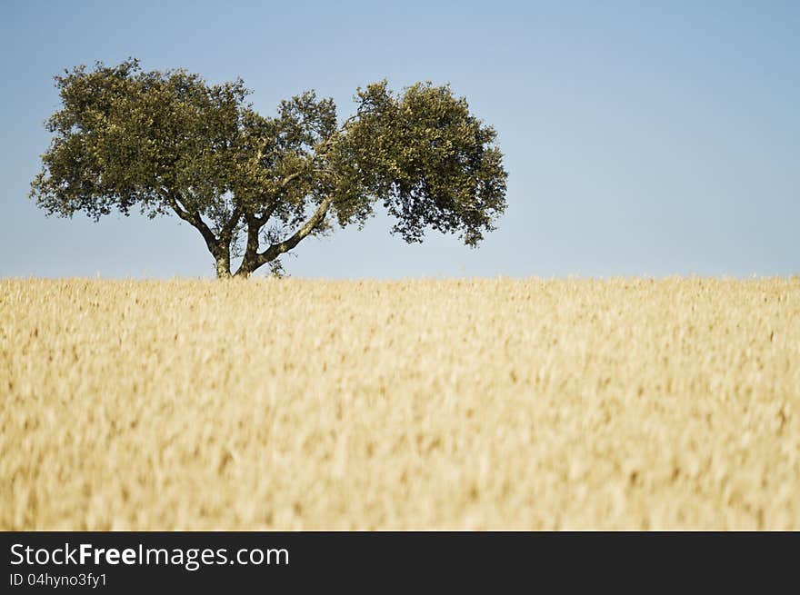 Olive tree in a meadow