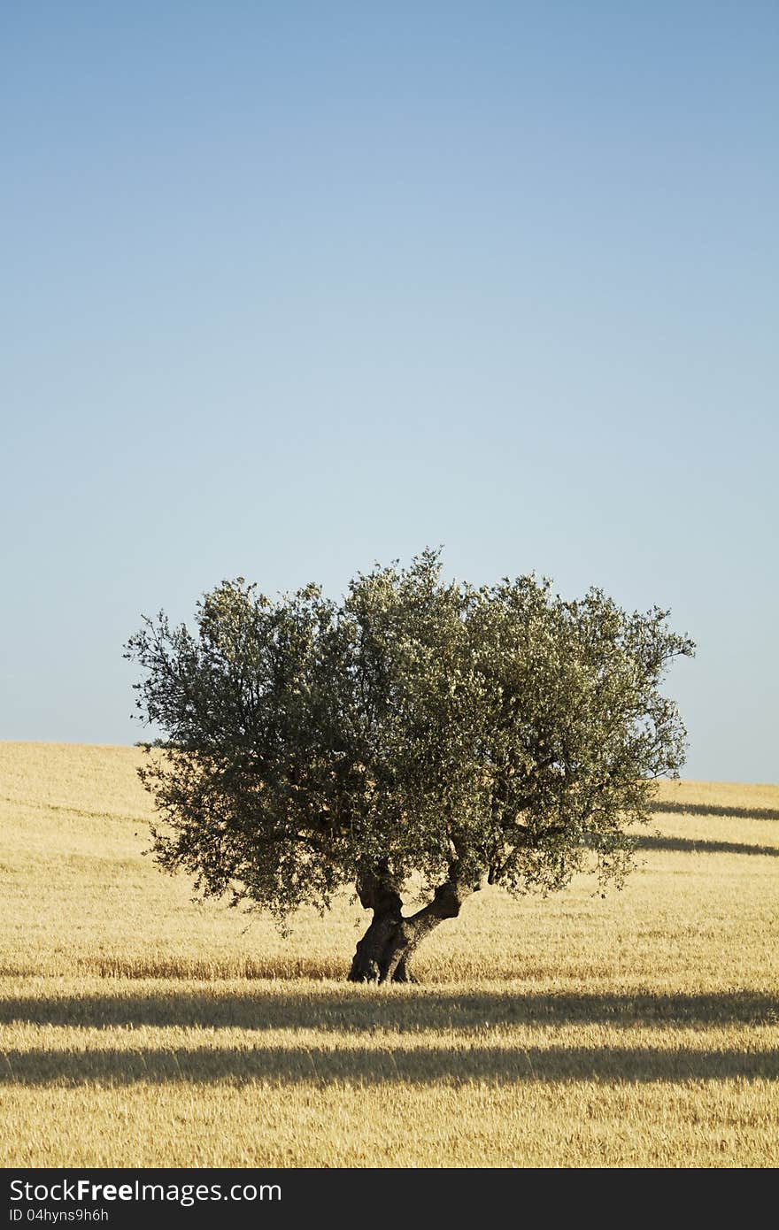 Wheat field with an olive tree in the background. Wheat field with an olive tree in the background