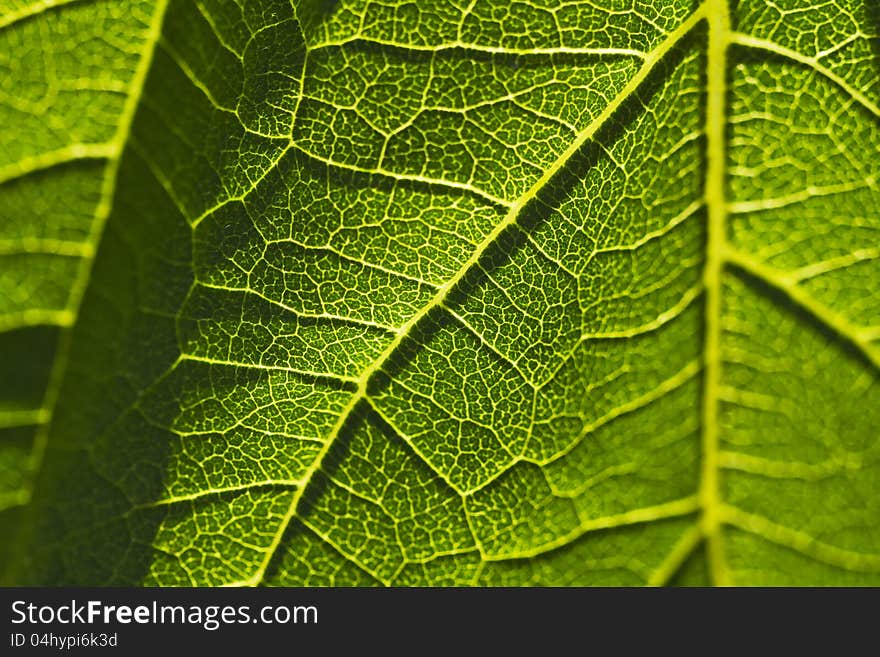 Abstract close-up of a leaf