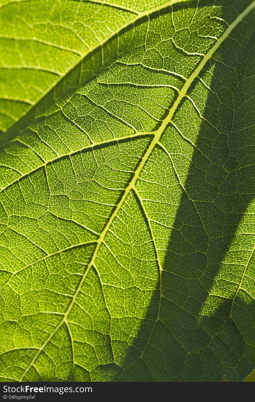 Close-up Of A Leaf