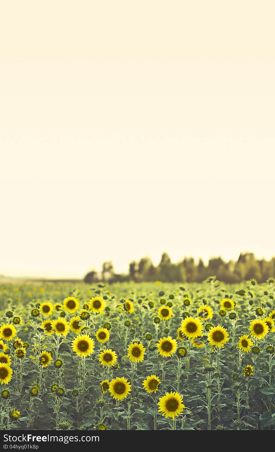 Beautiful field of sunflowers blooming on a sunny afternoon