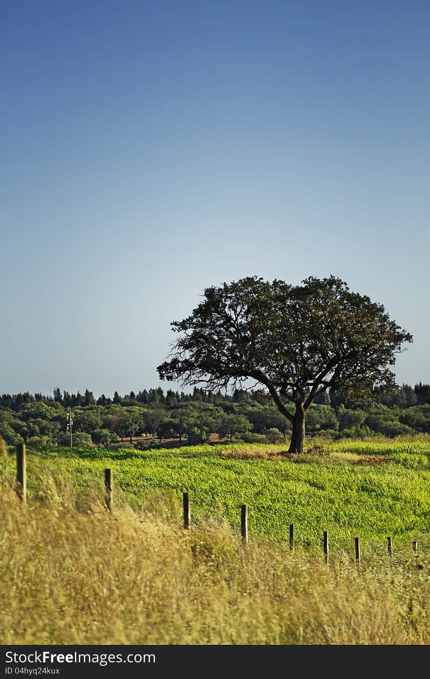 Tree in a fenced field. Tree in a fenced field