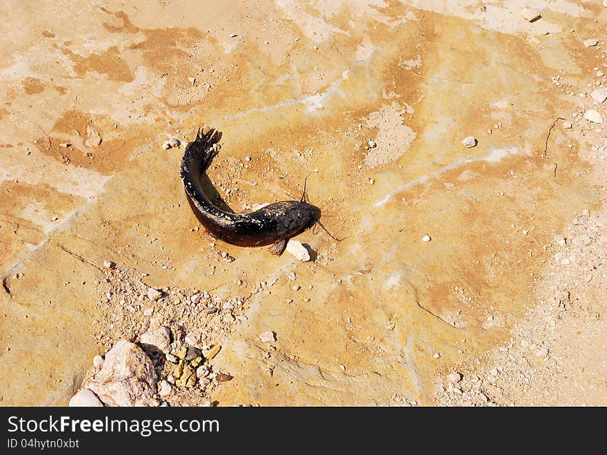 The died catfish in the dried up channel of the river. The died catfish in the dried up channel of the river.