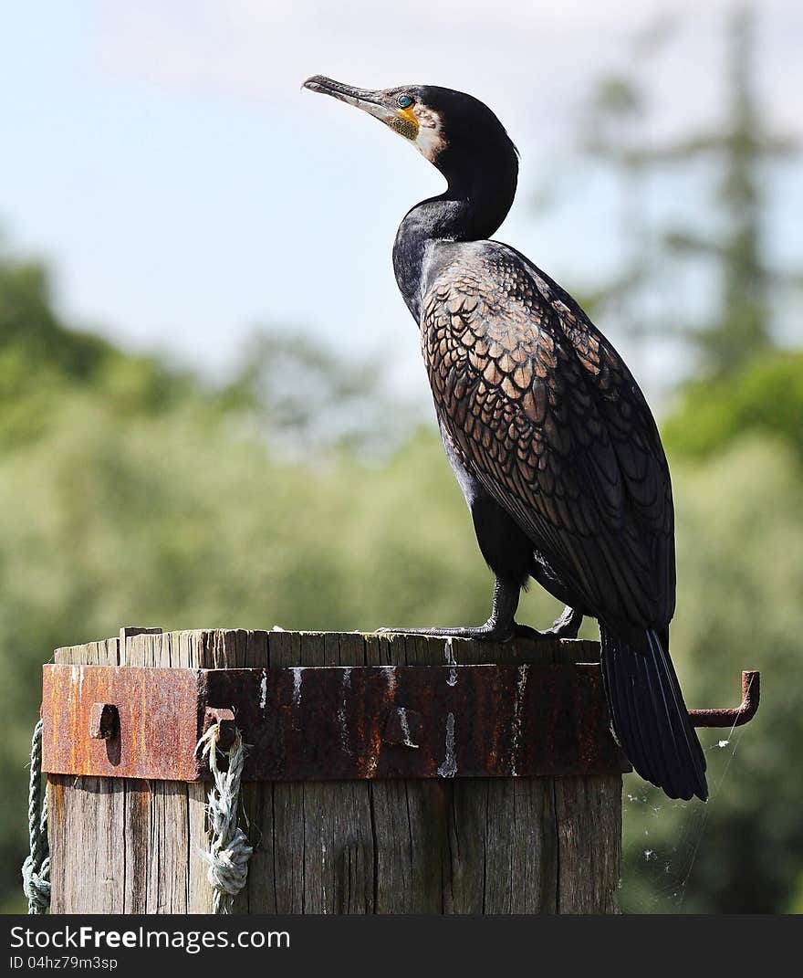 Great Cormorant Perched On A Post