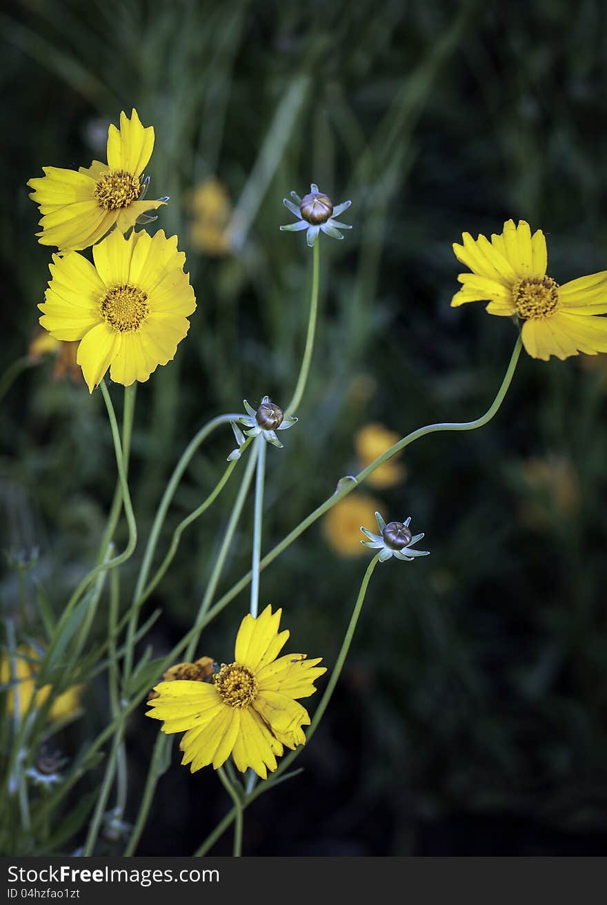 Wild crysanthemums were blooming in the fields.