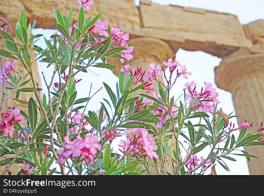 Flowers near the temple of Concordia.