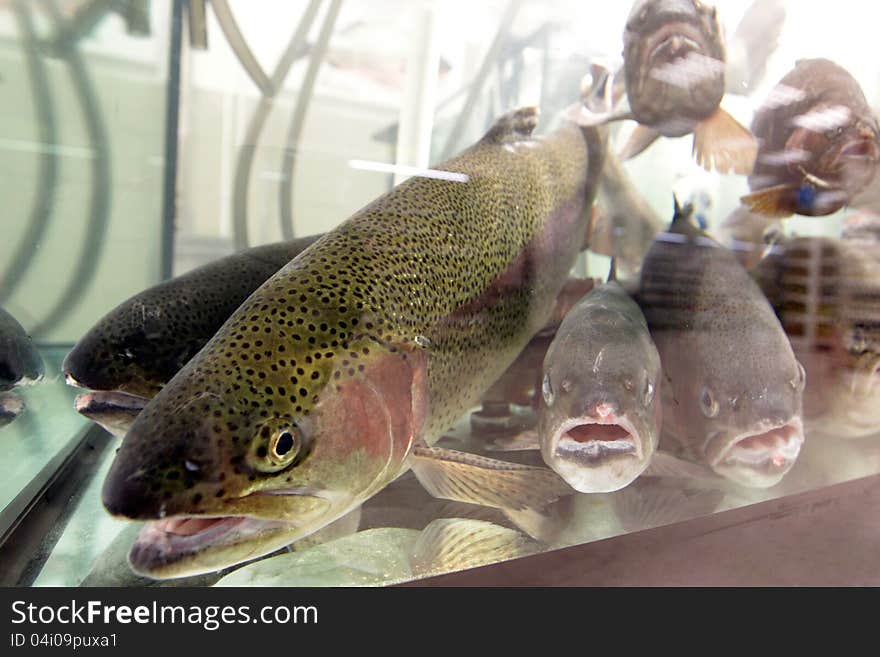 Live aquarium trout fish for sale