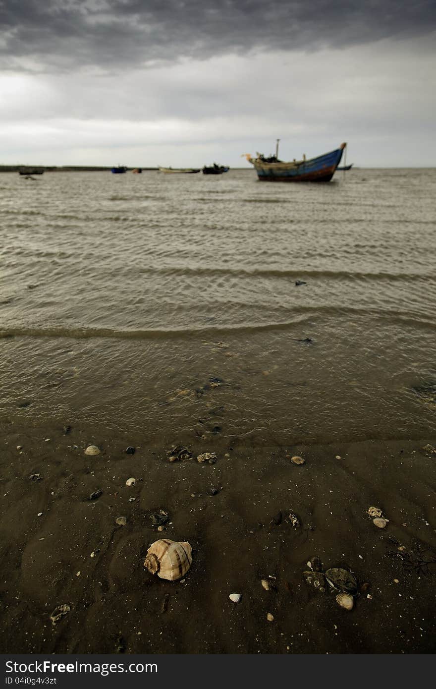 A shell on the beach