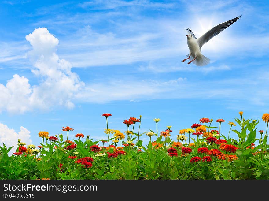 Colorful flowers over blue sky with seagull flying in sky