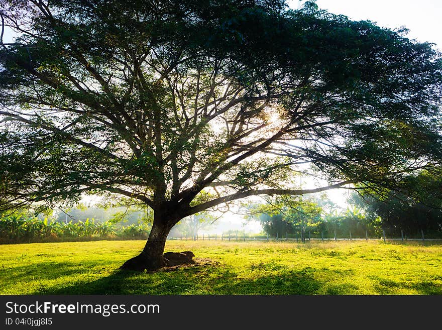 Big tree's branches with fresh leaves on green meadow in sunny day. Big tree's branches with fresh leaves on green meadow in sunny day