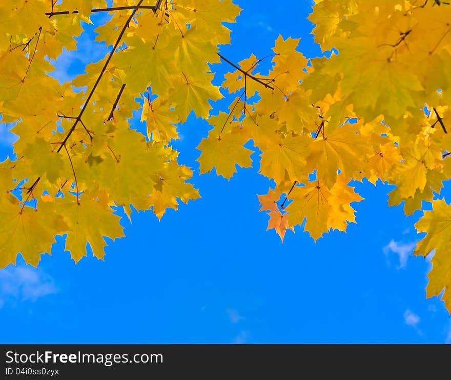 Beautiful autumn leaves on a sunny day