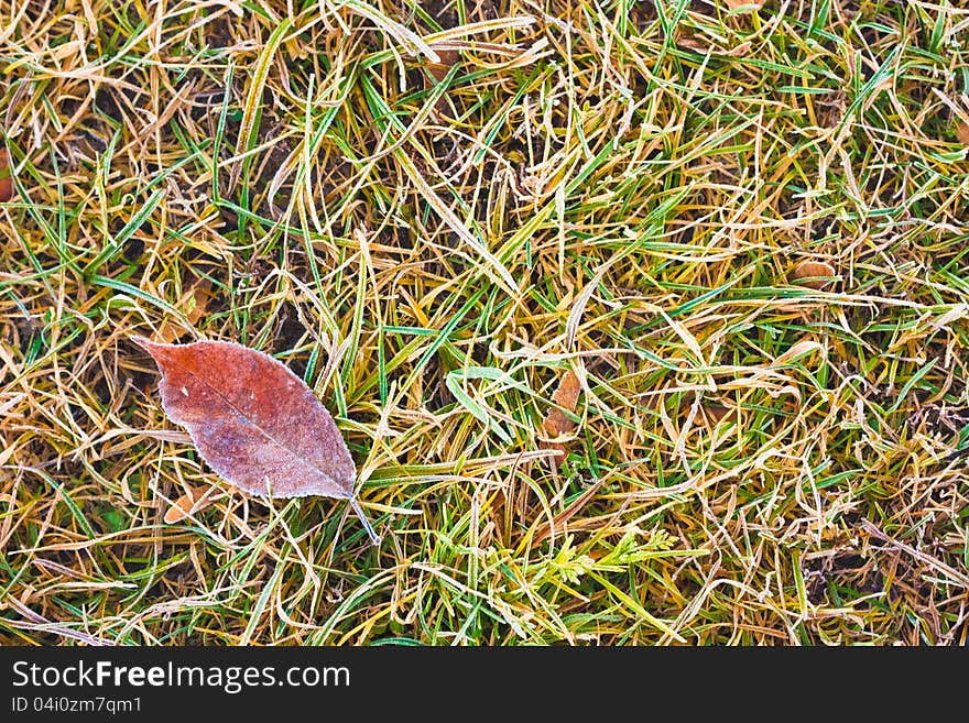 Frost Covered Leaf On A Grassy Background