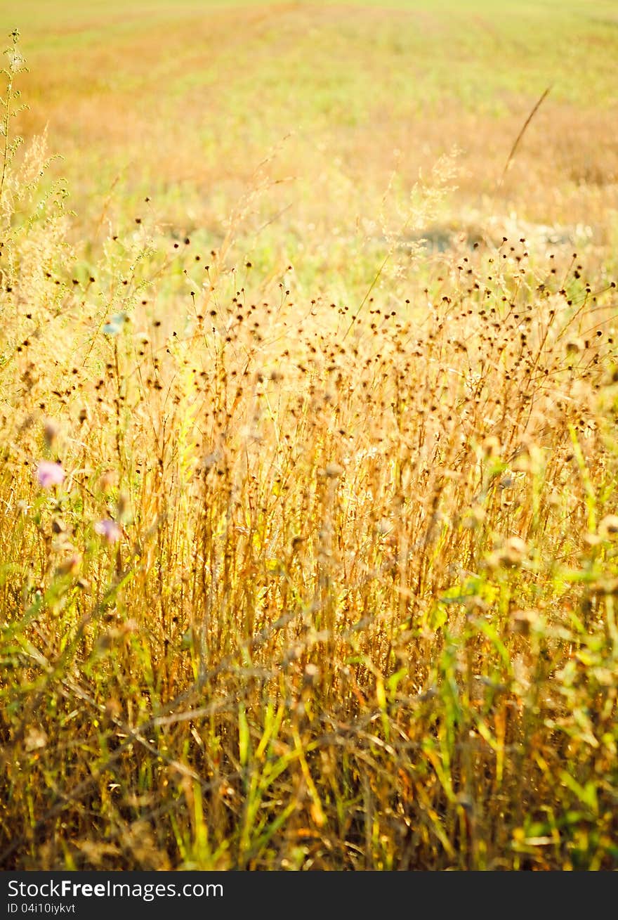 Field of grass on summer day. Field of grass on summer day.