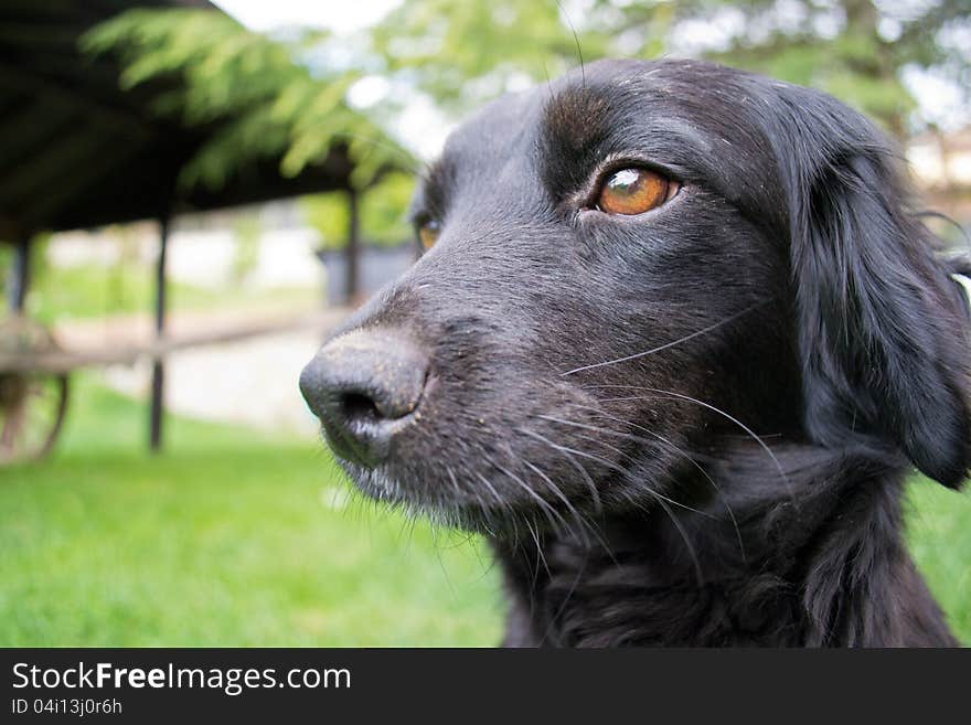 A black dog photographed at eye level with a green background. Nice mustaches and orange eyes. A black dog photographed at eye level with a green background. Nice mustaches and orange eyes.