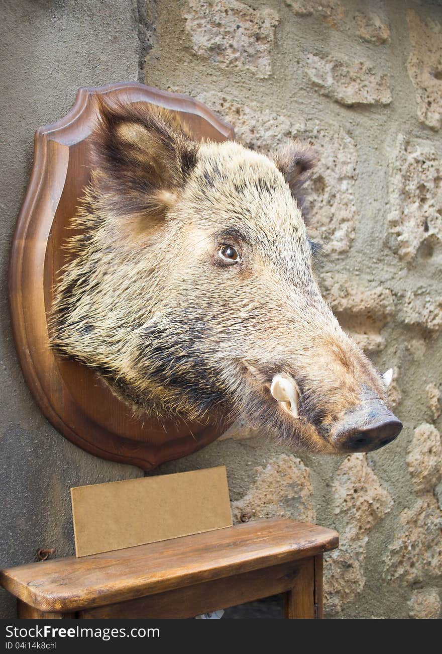 Wild boar head taxidermy on stone wall. Small empty sign for your text. Wild boar head taxidermy on stone wall. Small empty sign for your text