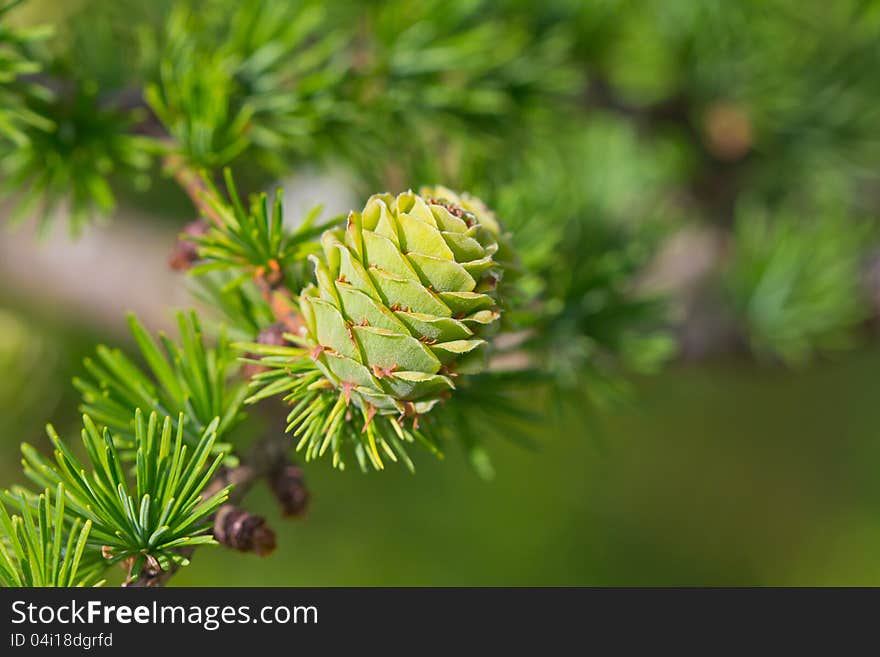 Fresh cone on a branch