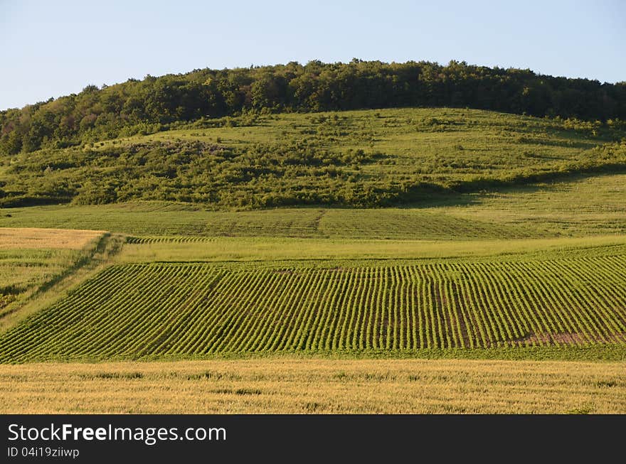 Green hill and forest rural agriculture. Green hill and forest rural agriculture