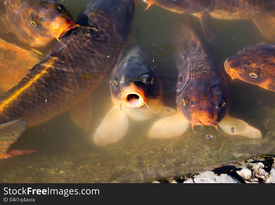 Golden and orange Koi fish