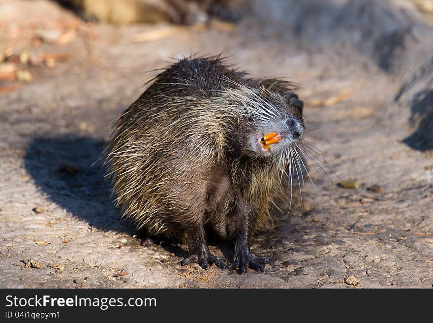 Coypu (Myocastor coypus) showing his teeth. Coypu (Myocastor coypus) showing his teeth