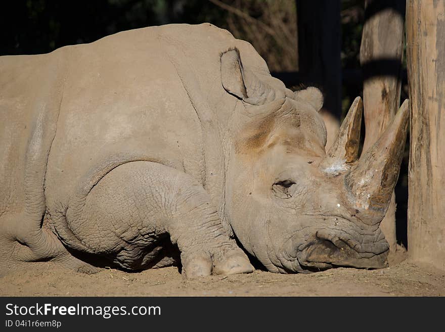 White Rhinoceros sleeping in the sun