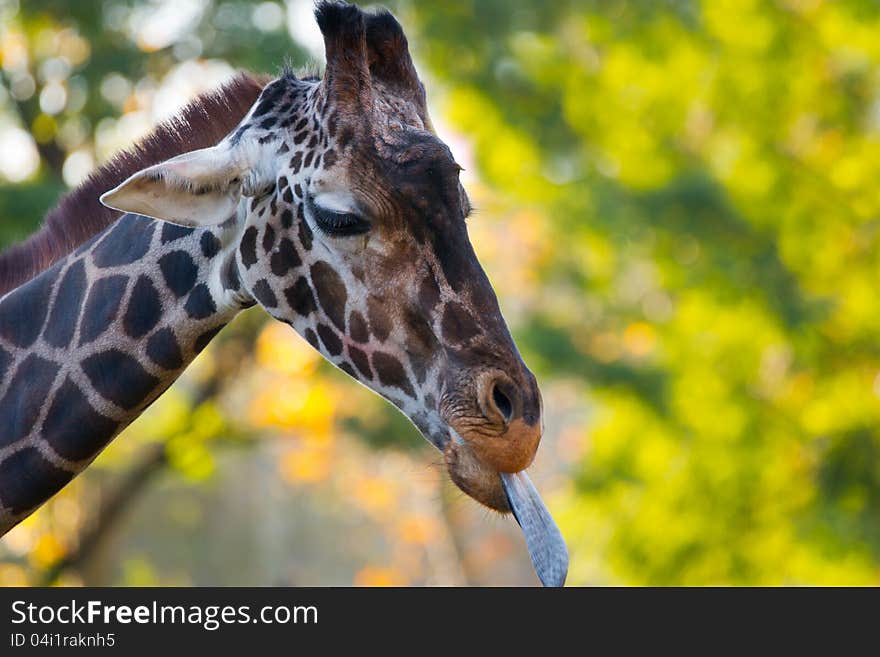 Giraffe sticking out his tongue