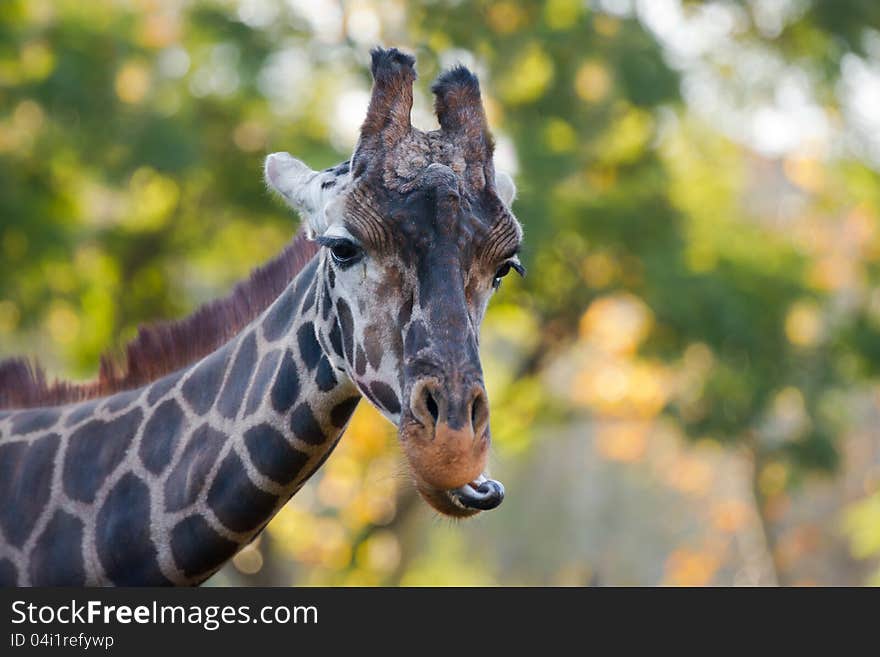 Giraffe sticking out his tongue