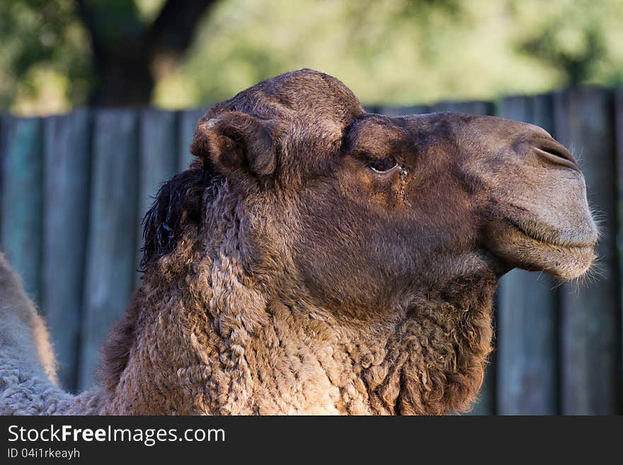 Camel closeup