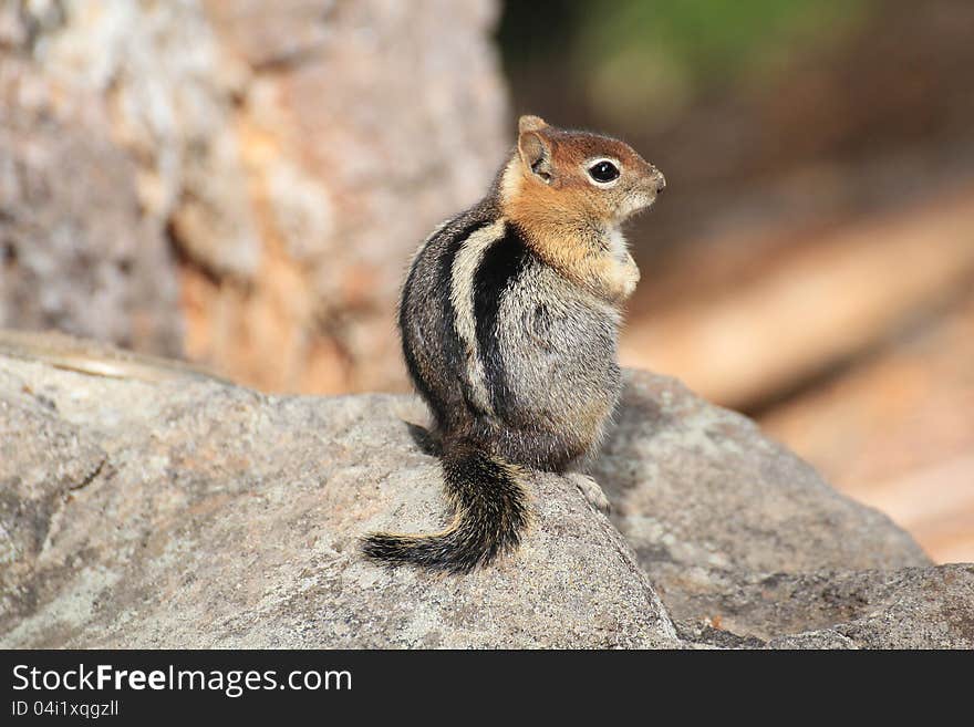 Golden Mantled Ground Squirrel, Crater Lake National Park, Oregon