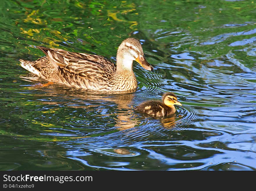 Mother duck or hen swimming with baby duckling in clean flowing water of creek located in Oregon's Willamette Valley. Mother duck or hen swimming with baby duckling in clean flowing water of creek located in Oregon's Willamette Valley.