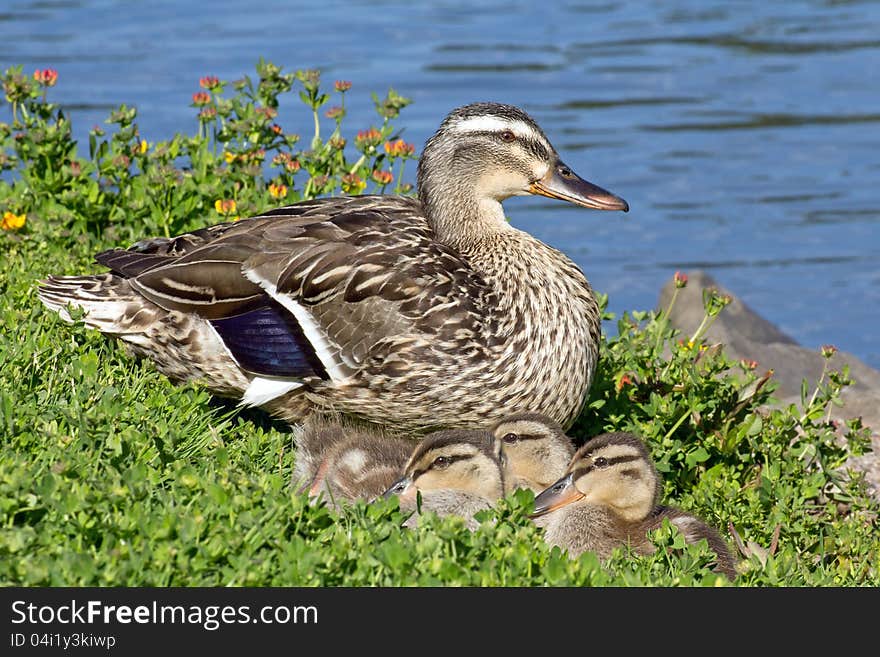 Mother duck with young ducklings by pond