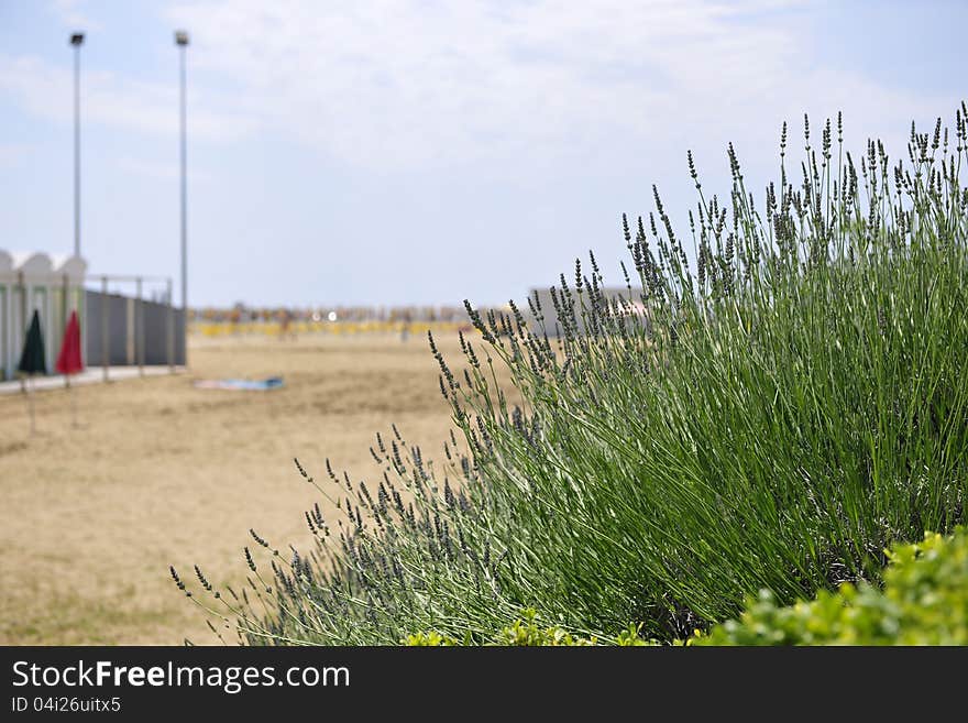 A nice lavender bush on the beach. A nice lavender bush on the beach.