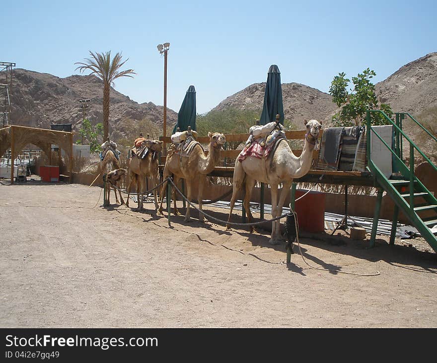 The wooden overpass for landing tourists on camels. The wooden overpass for landing tourists on camels