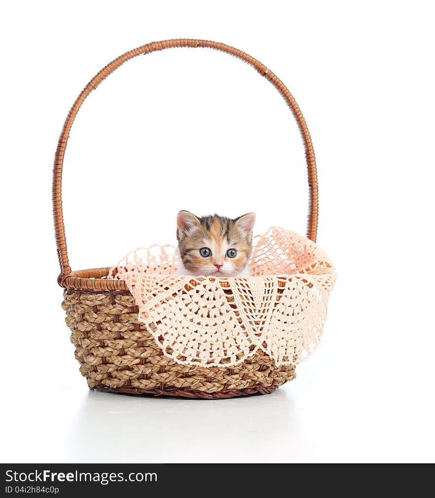 Funny Scottish cat sitting inside basket