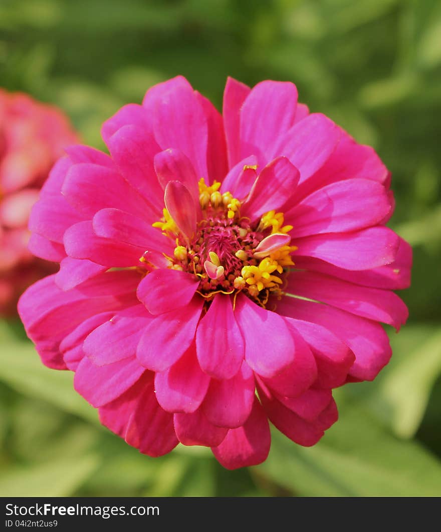 Pink gerberas