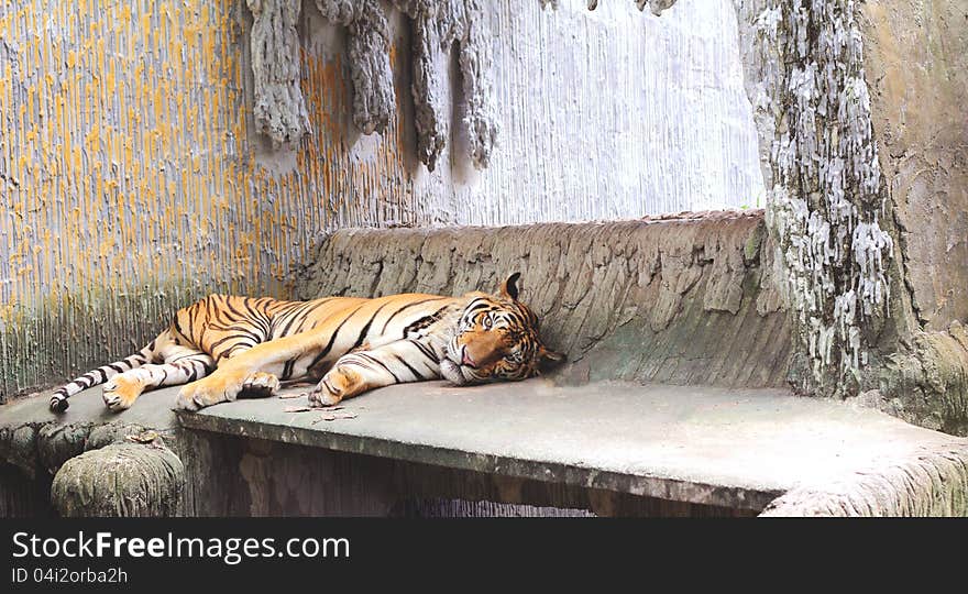 Tiger lying on the ground