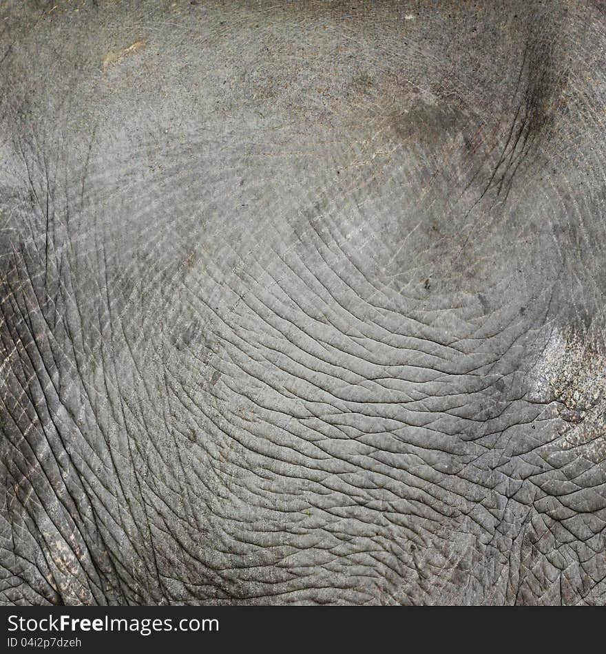 Texture of Thai elephant skin use for background. Texture of Thai elephant skin use for background