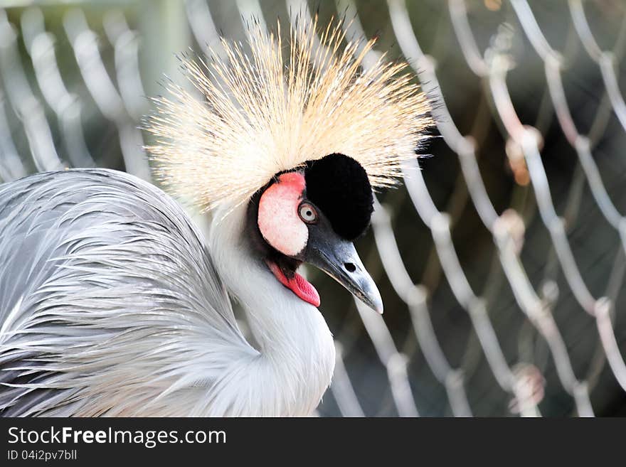 Beautiful crowned crane with blue eye and red wattle. Beautiful crowned crane with blue eye and red wattle