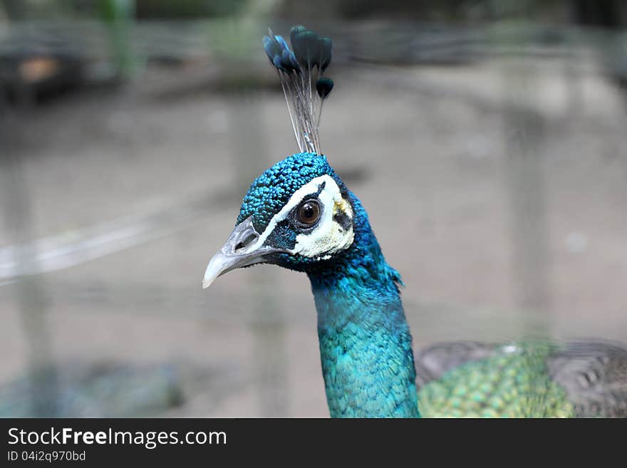 Beautiful Peacock head close up