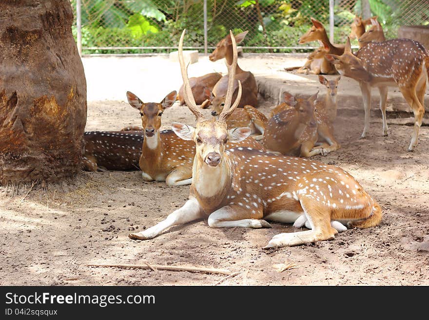 Group of Chital deer in farm