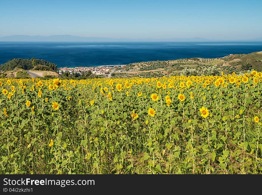 Sunflowers