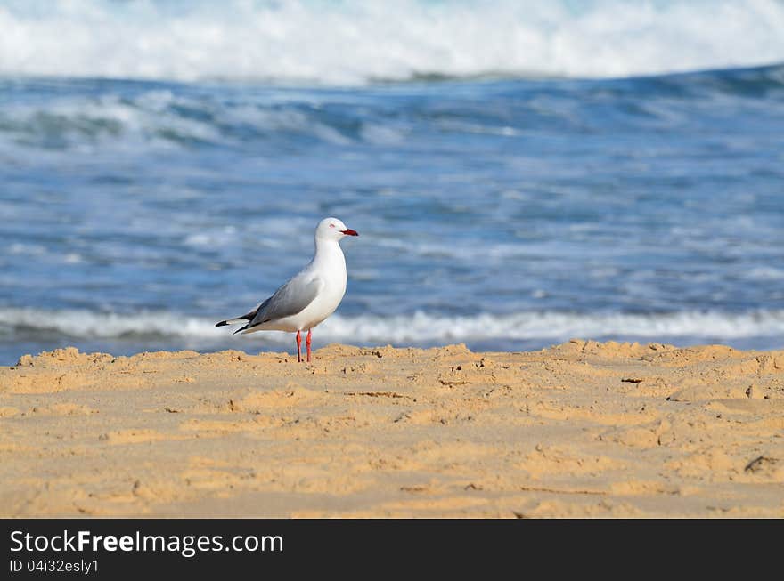 A lone seagull searches for food amongst the beach sand. A lone seagull searches for food amongst the beach sand.